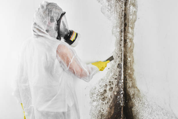 Best Health and Safety Mold Remediation in Murphys, CA