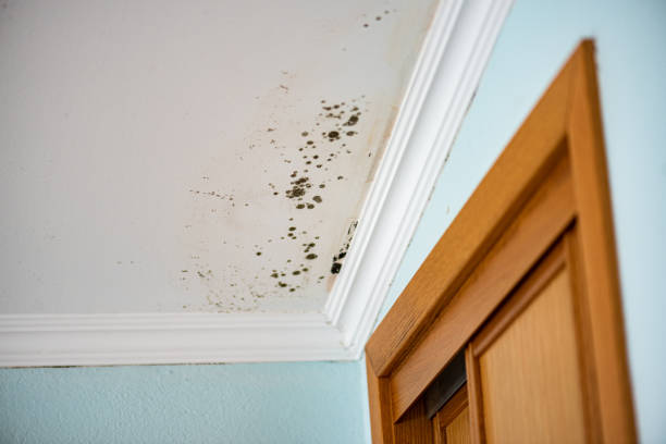 Best Bathroom Mold Remediation in Murphys, CA