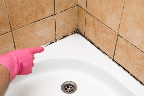 Best Attic Mold Remediation in Murphys, CA
